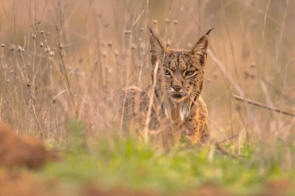 Doñana National Park Spain