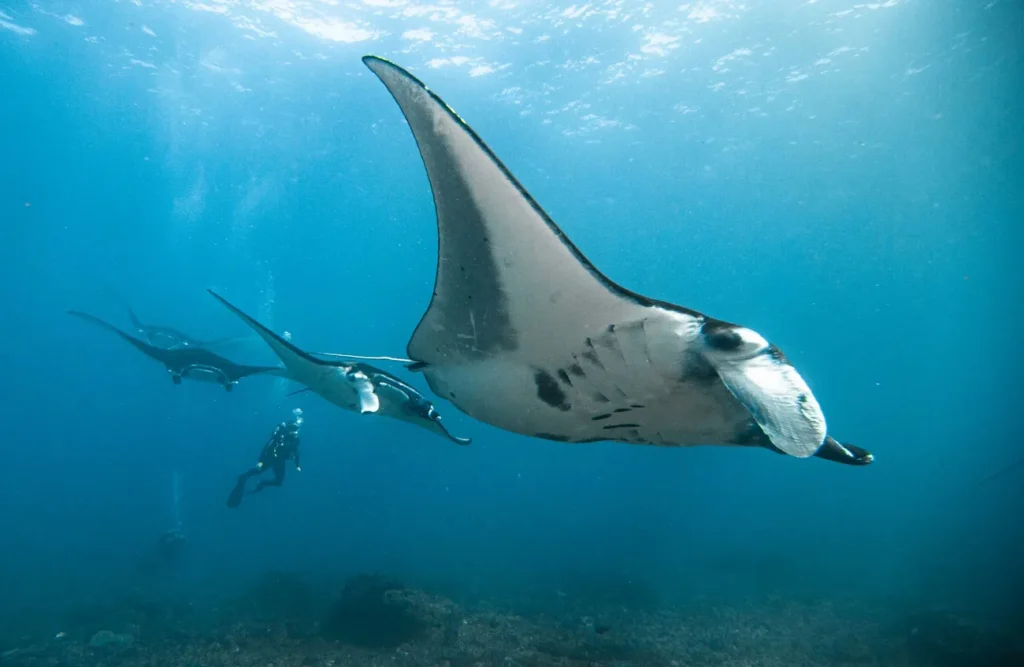 Manta Point Nusa Penida Bali