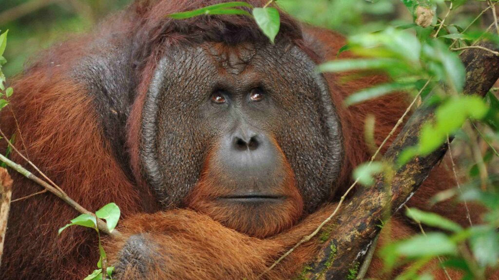 Orang Hutan Borneo - Wildlife Encounters and Conservation Kalimantan