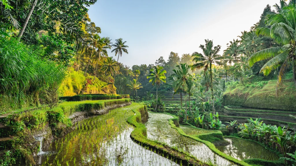 Thing To Do In Travel, Ubud