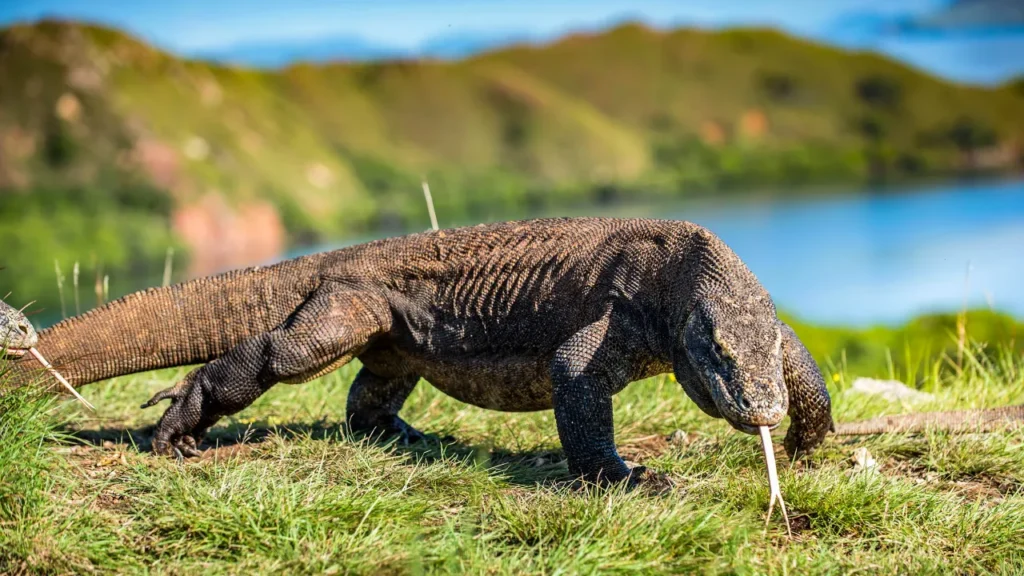 Things To Do in Komodo – Dragons, Beaches and Wild Adventures