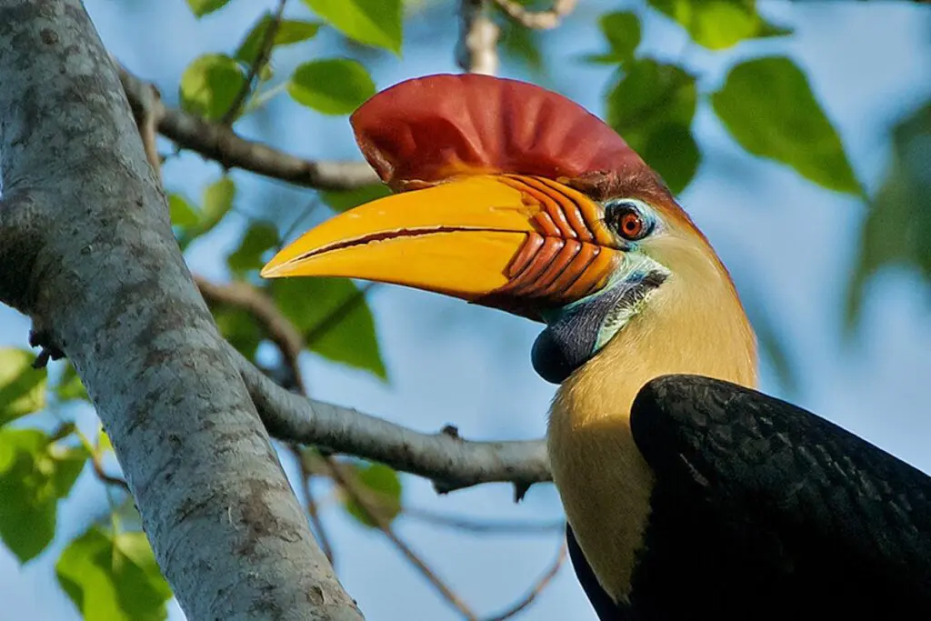 Things To Do In Sulawesi – Explore Wild Beauty & Culture