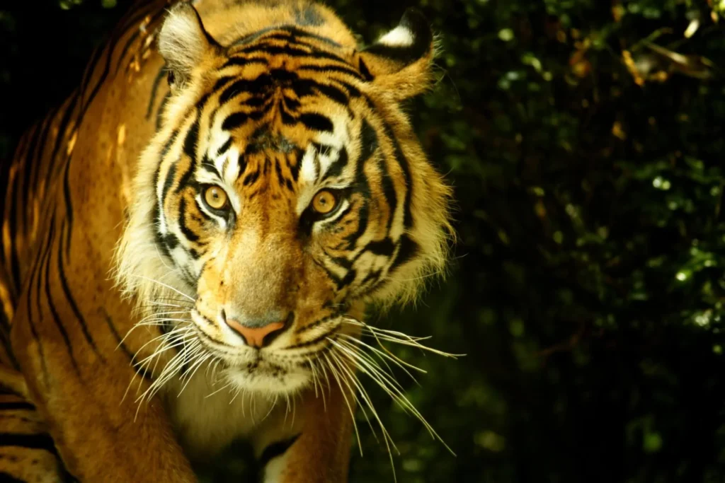 Things To Do In Sumatra Indonesia – Wild Nature and Local Life