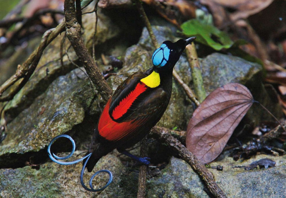 Birds Of Paradise Waigeo Raja Ampat