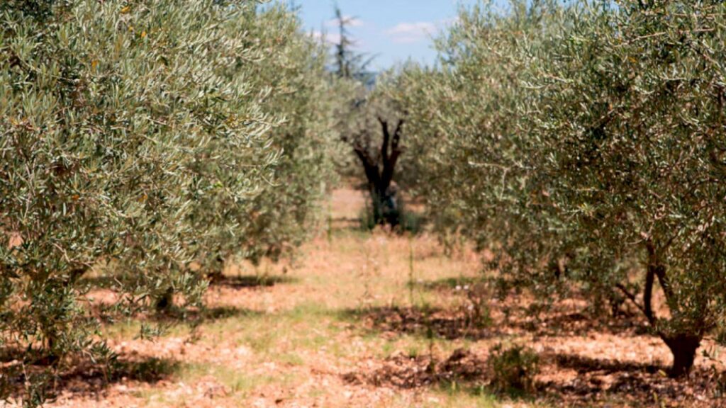 Olive Groves