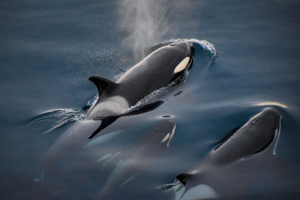 Orca's Raja Ampat