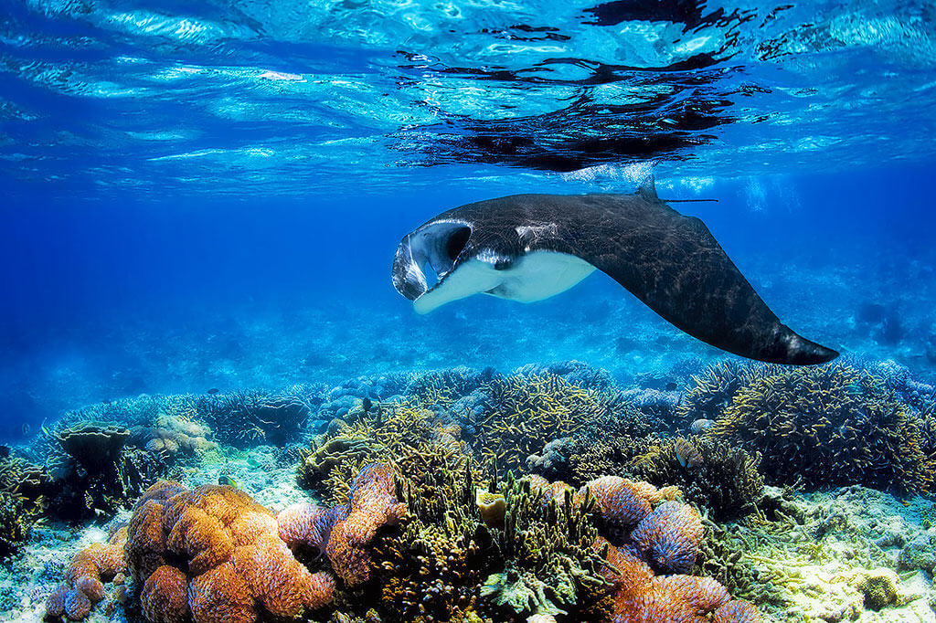 Manta Ray Dive Sites