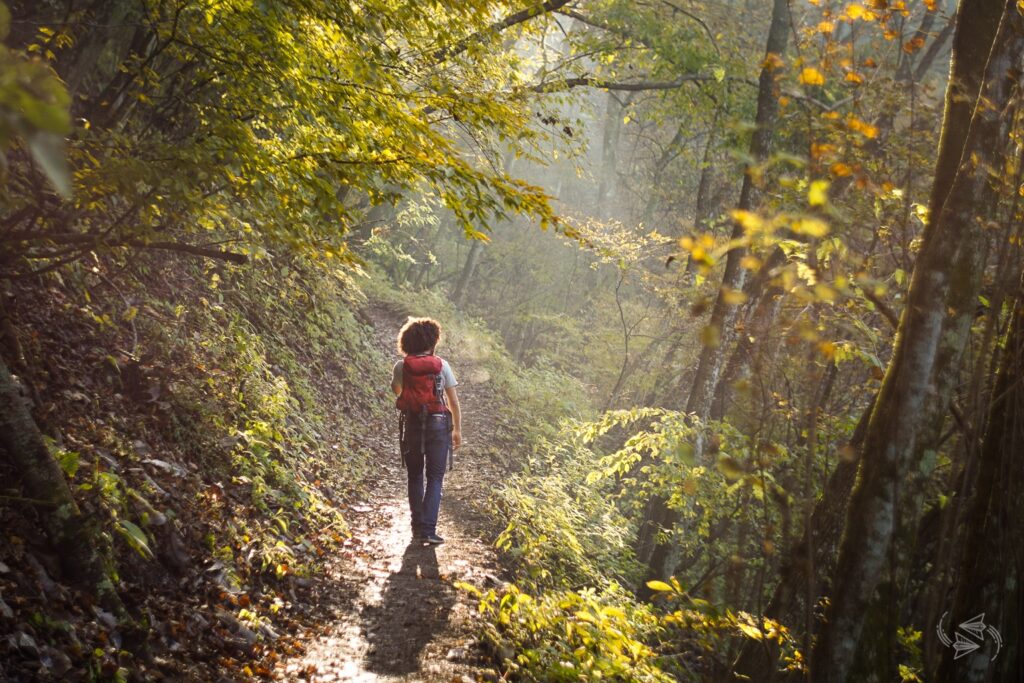 Forest Bathing Japan Experience